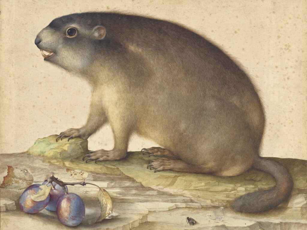 "Jacopo Ligozzi, A Marmot with a Branch of Plums, 1605, brush with brown and black wash, point of the brush with black and brown ink and white gouache, and watercolor, over traces of graphite on burnished paper, sheet: 33 x 42.3 cm (13 x 16 5/8 in.) (paper edge slightly covered by the old mount), Wolfgang Ratjen Collection, Purchased as the Gift of Helen Porter and James T. Dyke, 2007.111.121"